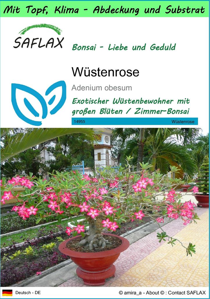 SAFLAX Garden to go - Wüstenrose - Adenium obesum - 8 Samen Produktbild 