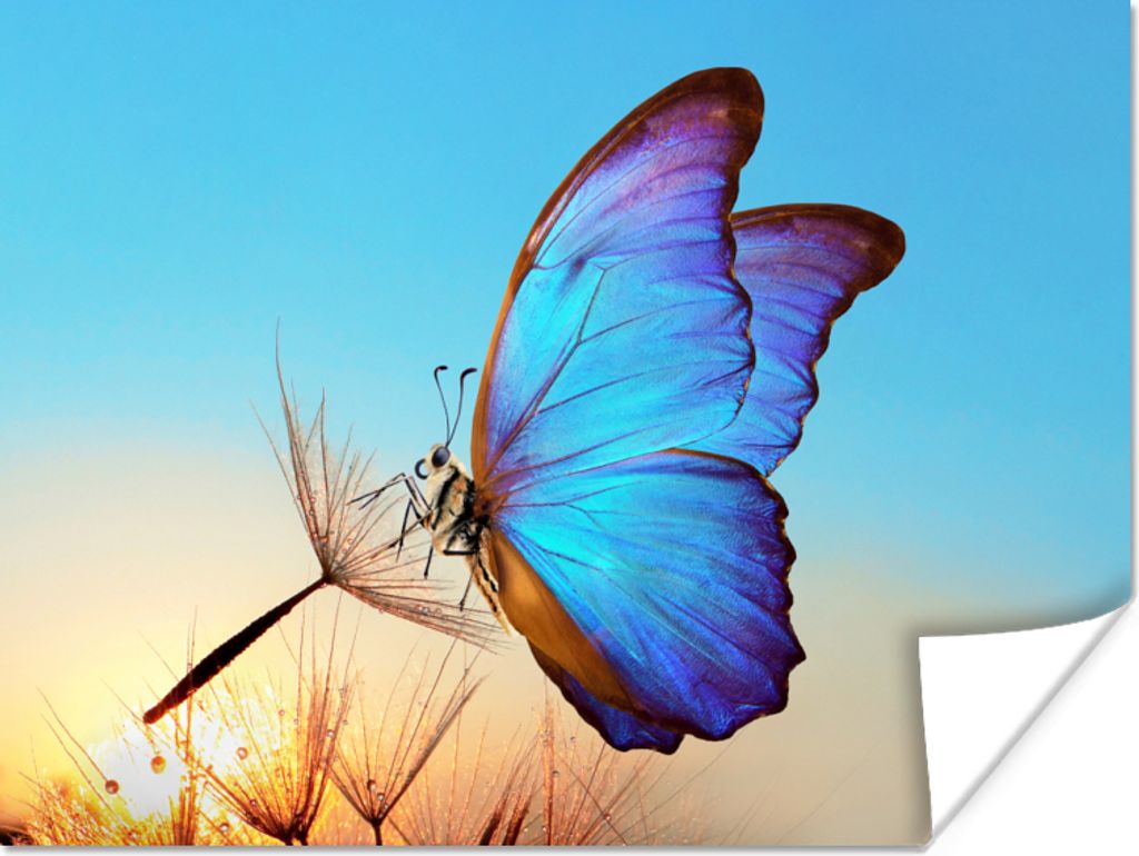 MuchoWow Poster Schmetterling - Löwenzahn - Blau 160x120 cm - Foto Plakat