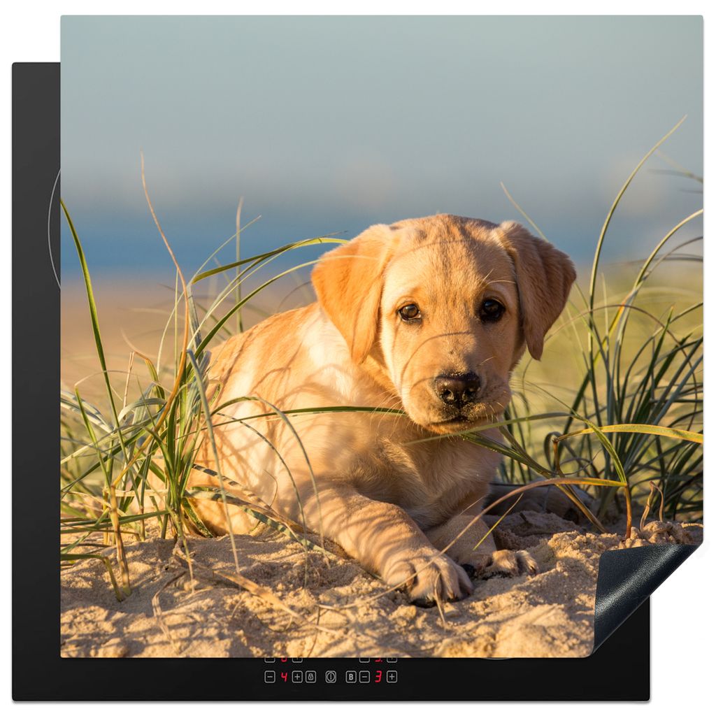 KitchenYeah Herdabdeckplatte Labrador Retriever Welpe auf den Sanddünen liegend , 78x78cm, Küche Deko, Glaskeramikkochfeld Herdabdeckung, Abdec...