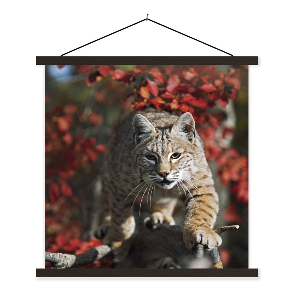 MuchoWow Textilposter Luchs - Baumstamm - Herbst 40x40 cm mit schwarzem Rahmen - Fotos