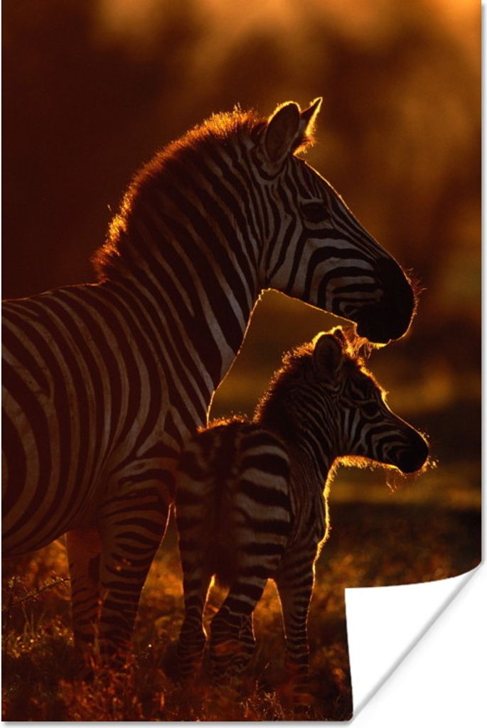 MuchoWow Poster Zebra - Sonne - Fohlen 40x60 cm - Plakate für die Wand - Poster Babyzimmer