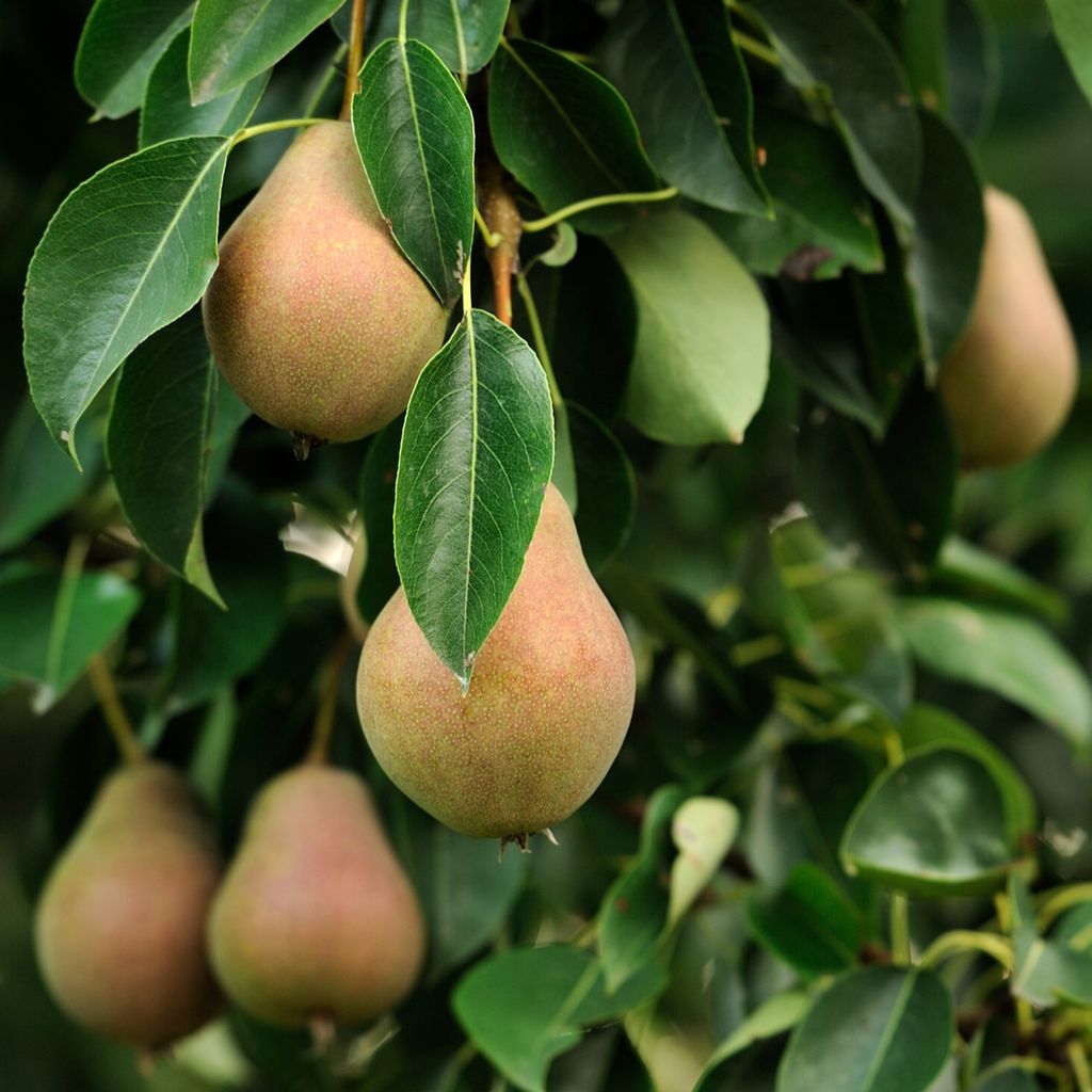 Směs ovocných stromů - 4 ks. - Malus, Pryus, Prunus - Výška Obrázek produktu 4