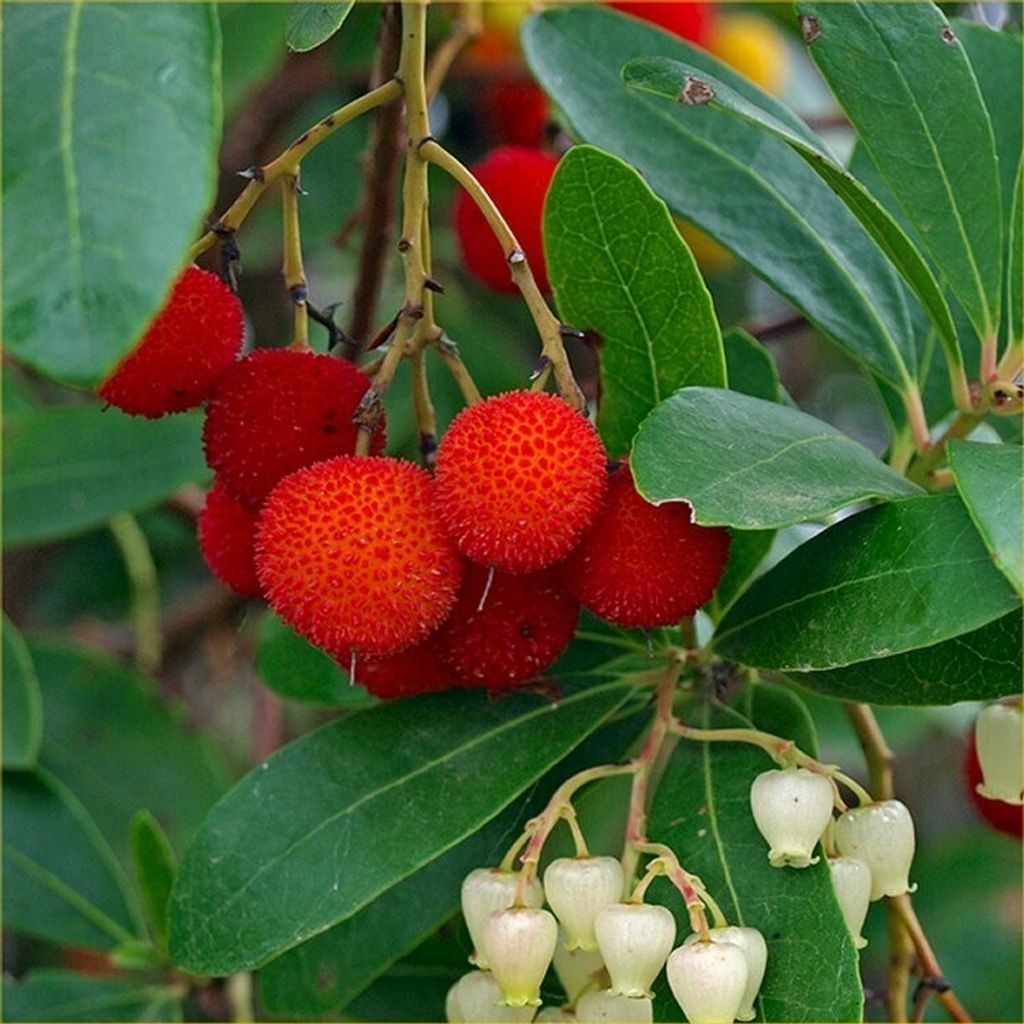 2 x jahodník - Arbutus unedo | 30-40 cm v kontejneru Obrázek produktu 