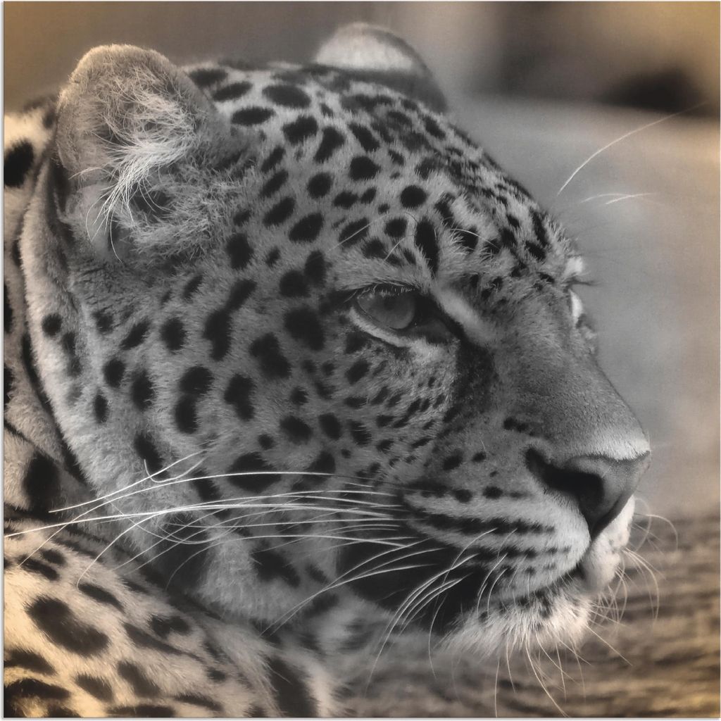 ARTland Wandbild Alu für Innen & Outdoor Leopard Profil Größe: 50x50 cm