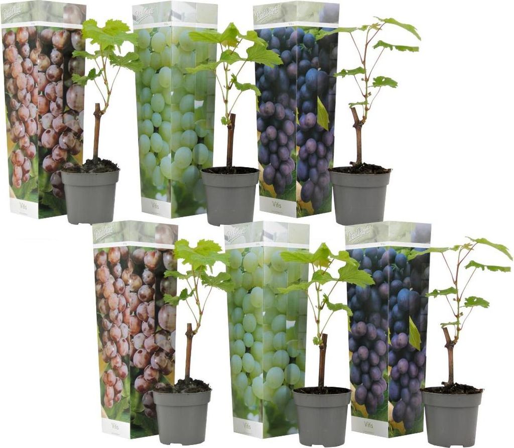 Traubenpflanze - 6 Stk - Vitis vinifera - Höhe 25-40cm - Produktbild 