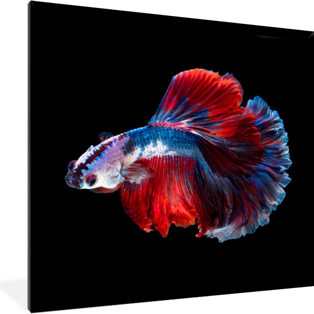 MuchoWow Gerahmtes Poster Fisch - Schwanz - Schwarz 40x40 cm - Poster mit Schwarzem Bilderrahmen Wandposter Rahmen Foto Bilder - Mit Rahmen - Wan...