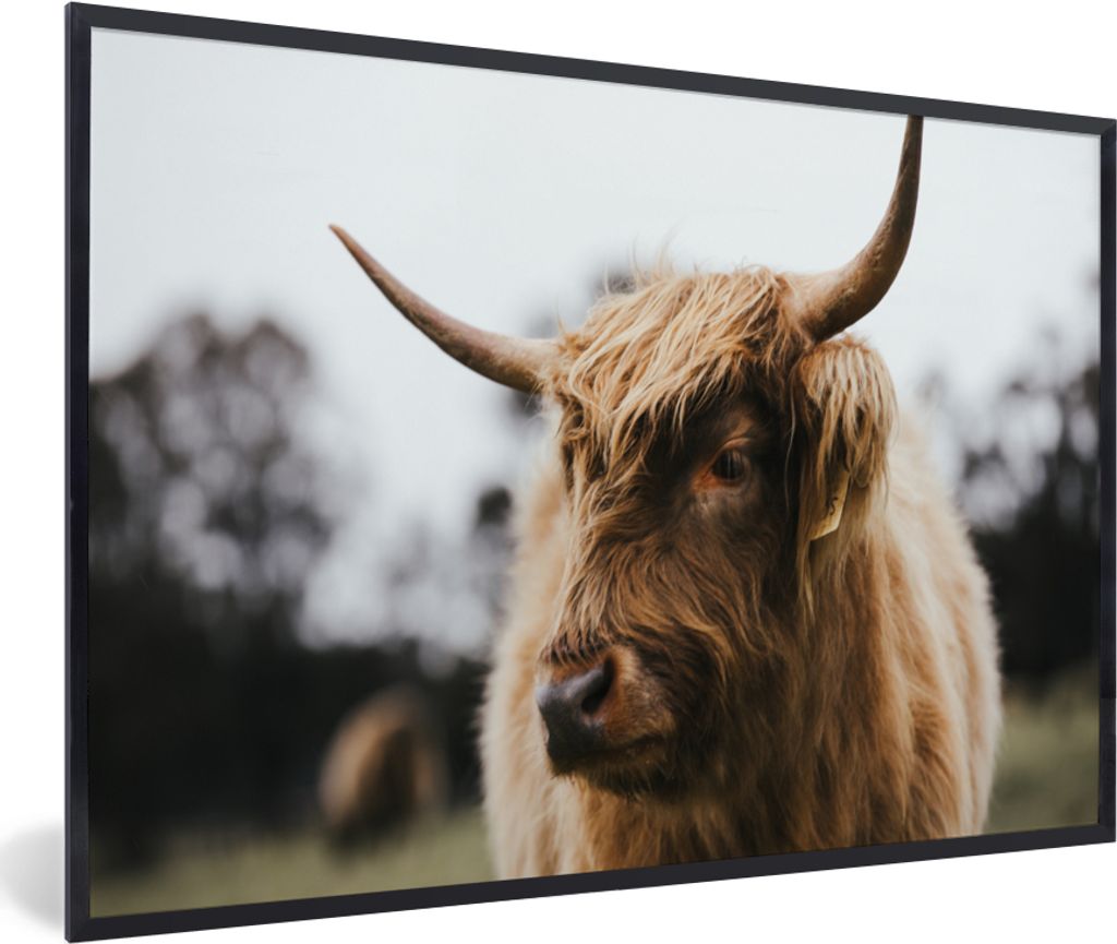 MuchoWow Gerahmtes Poster Schottischer Highlander - Tiere - Hörner 30x20 cm - Poster mit Schwarzem Bilderrahmen Wandposter Rahmen Foto Bilder - ...