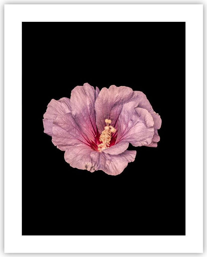Poster - Poster ohne Rahmen - Hibiskus Blume Rosa - 40x50 Produktbild 