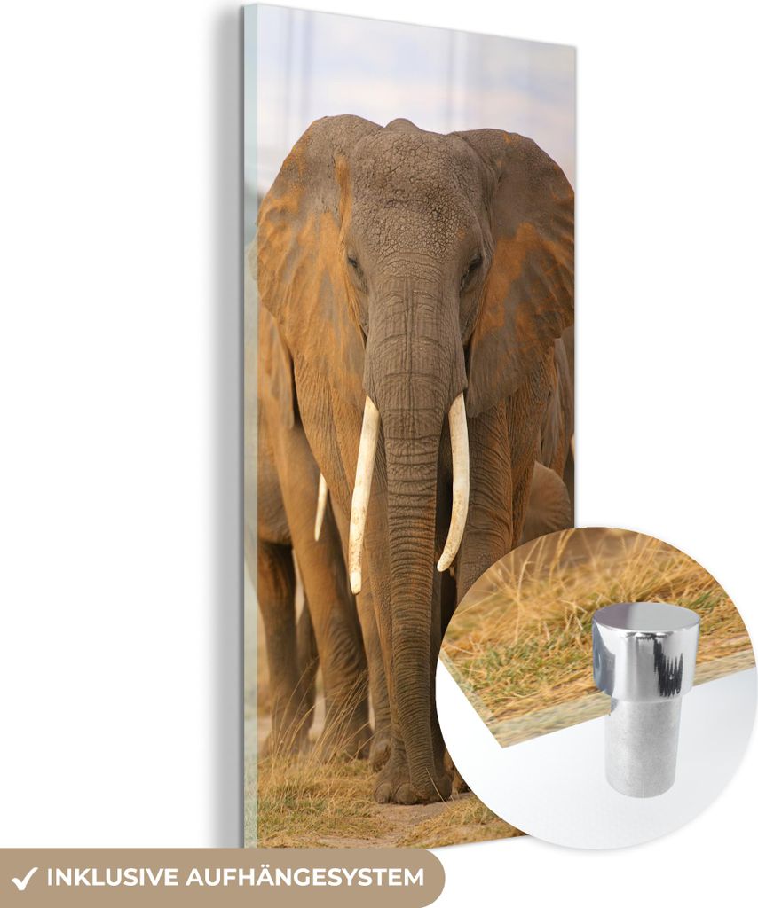 MuchoWow Glasbilder - Bilder auf Wandbild - Foto auf Glas Familie der Elefanten 60x120 cm Wanddekoration aus Glas - Acrylglasbild - Acrylbilder - S...