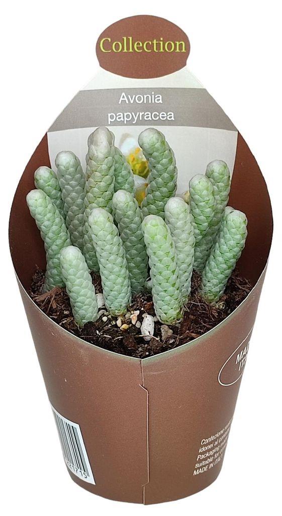 Avonia papyracea - Papier-Avonia - Rarität - 6,5cm Topf - 15cm hoch
