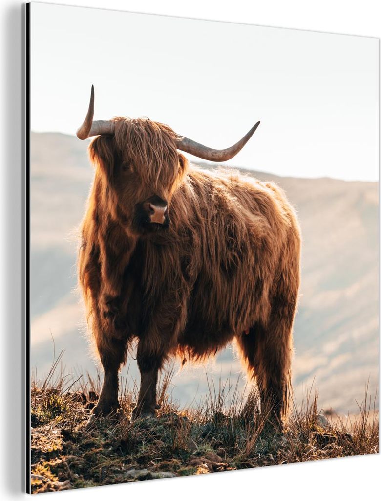 MuchoWow Wanddekoration Metall Metallbild Wandkunst 90x90 cm Schottische Hochlandrind - Tiere - Ländlich - Landschaft - Kuh - Natur MuchoWow Alumi...