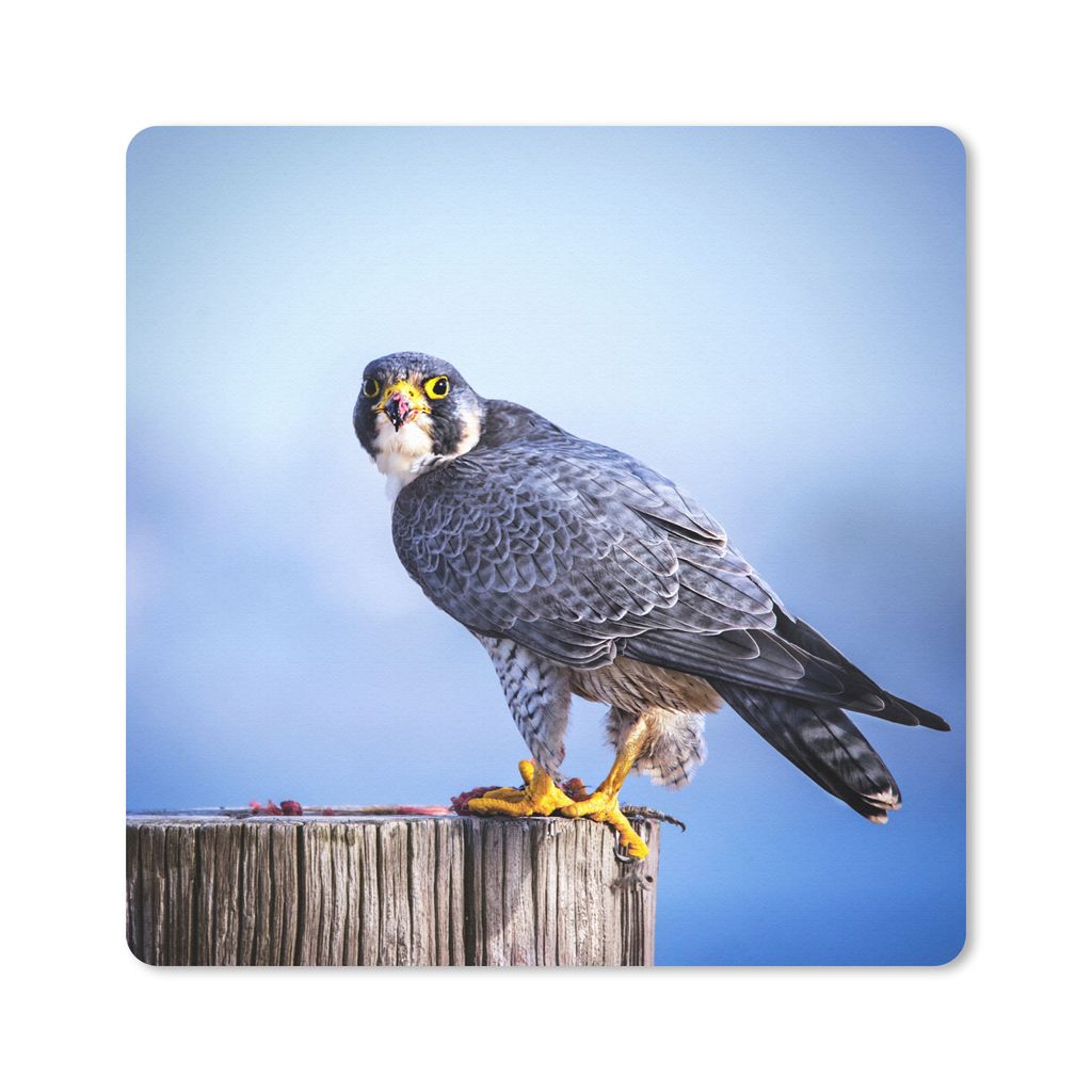 MuchoWow Mauspad Mousepad Nahaufnahme eines Raubvogels auf einer dicken Holzstange 30x30 cm - Mousepads - Maus Mat - Pad - Mausunterlage - Gaming