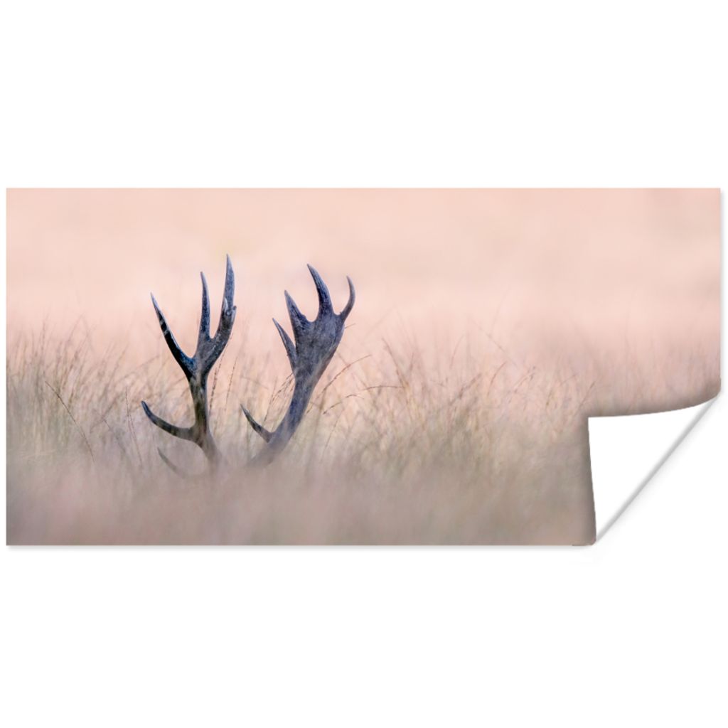 MuchoWow Poster Geweih - Hirsch - Gras - Natur 40x20 cm - Poster für die Wand - Poster Schlafzimmer