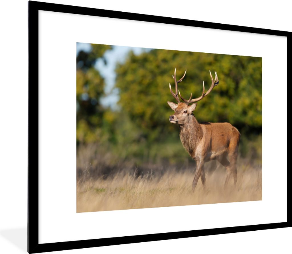 MuchoWow Gerahmtes Poster Tiere - Hirsche - Geweihe - Waldtiere - Natur 80x60 cm - Poster mit Schwarzem Bilderrahmen Wandposter Rahmen Foto Bilde...