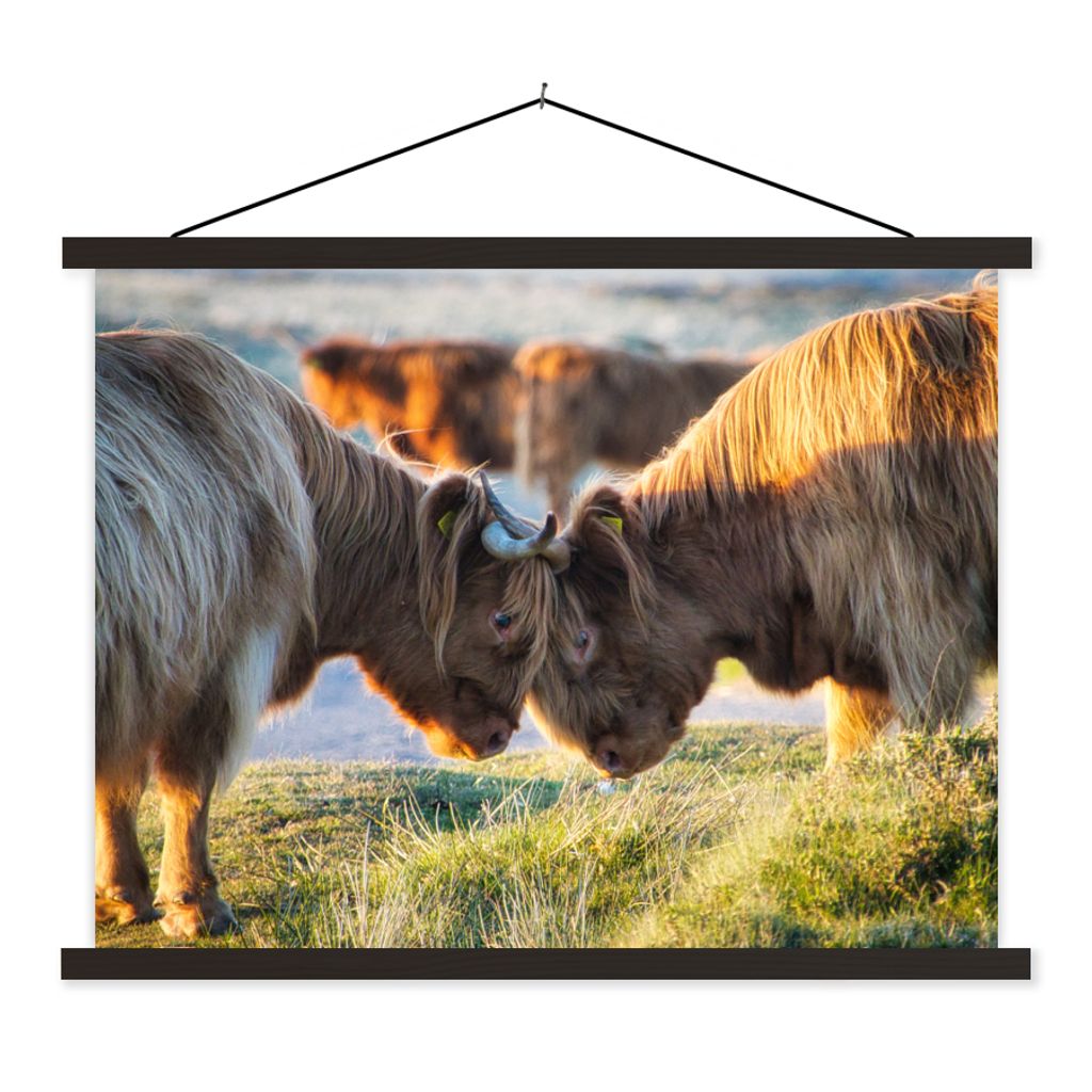 MuchoWow Textilposter Schottische Highlander - Tiere - Sonne 60x45 cm mit schwarzem Rahmen - Poster Schlafzimmer