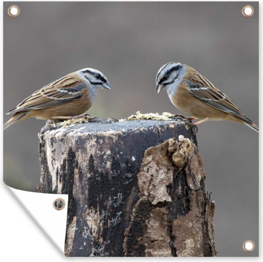 MuchoWow 50x50 cm Outdoor-Poster Gartendeko Sichtschutz Garten Poster für den Garten Ein Paar des Vogels Grauammer auf einem Holzstamm