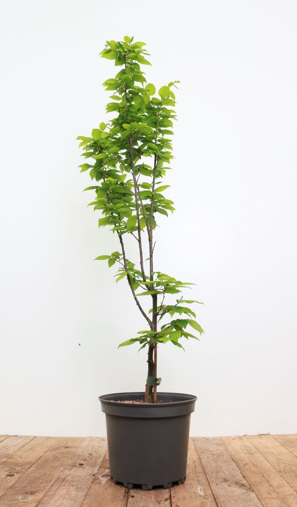 Carpinus betulus 'Lucas', Hainbuche, 60–80 cm
