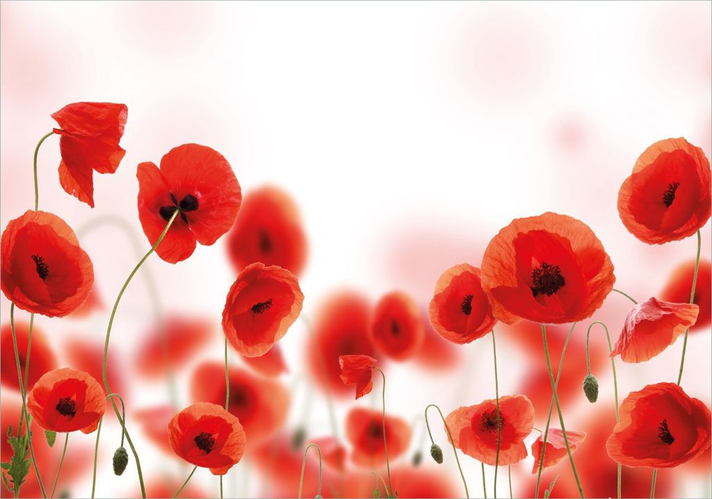 Wallario selbstklebendes Poster - Leuchtende Mohnblumen - Rote Mohnblumenblüten, Größe: 70 x 100 cm