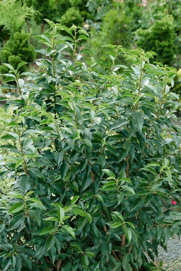 Portugiesischer Lorbeer 'Angustifolia' 100125 cm