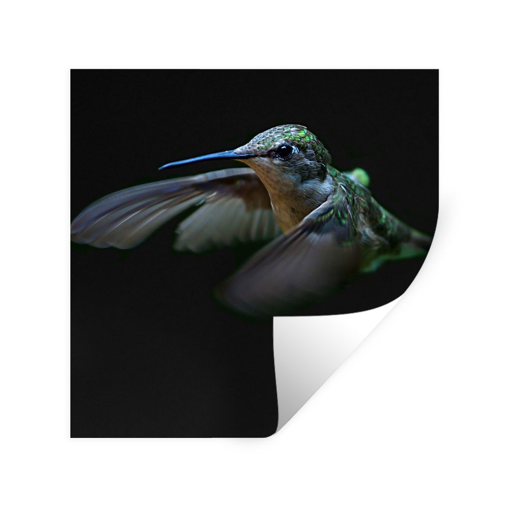 MuchoWow Wandtattoo Wandsticker Wandaufkleber Kolibri - Federn - Schwarz 80x80 cm Selbstklebend und Repositionierbar - Wierderverwendbar - Selbst...