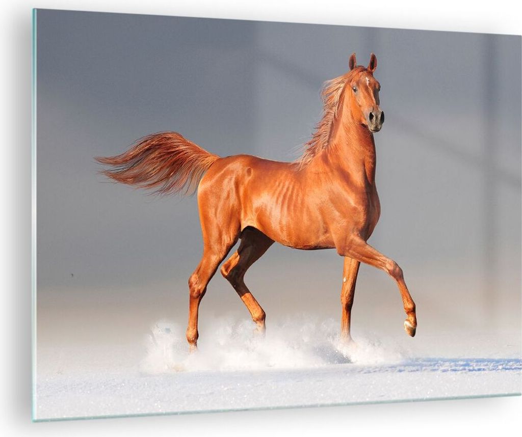 Bilder auf glas - Tiere Pferd Galopp Geschwindigkeit - Produktbild 