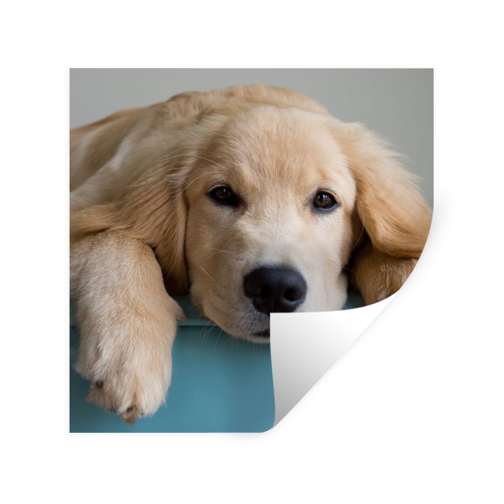 MuchoWow Wandtattoo Wandsticker Wandaufkleber Ein liegender Golden Retriever 100x100 cm Selbstklebend und Repositionierbar - Wierderverwendbar - ...