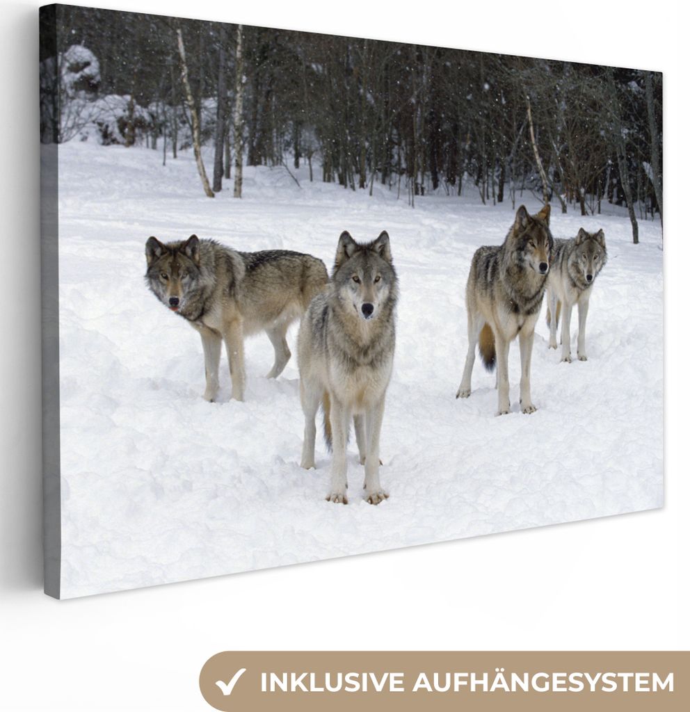 OneMillionCanvasses - Leinwandbilder - 150x100 cm, Wolf - Schnee - Kanada, Wandbilder Kunstdruck Wanddekoration