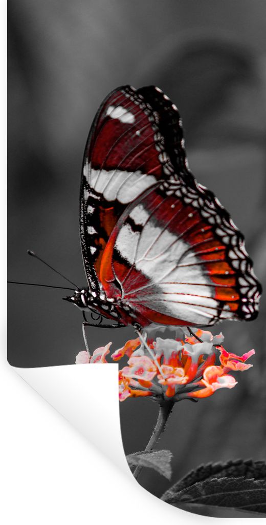MuchoWow Wandtattoo Wandsticker Wandaufkleber Schmetterling - Tiere - Blumen - Schwarz und weiß - Orange 80x160 cm Selbstklebend und Repositioni...