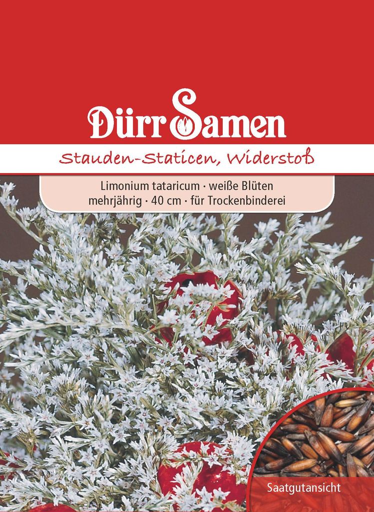 Staudenstatice weiß   | Staudenstaticensamen von Dürr Samen Produktbild 