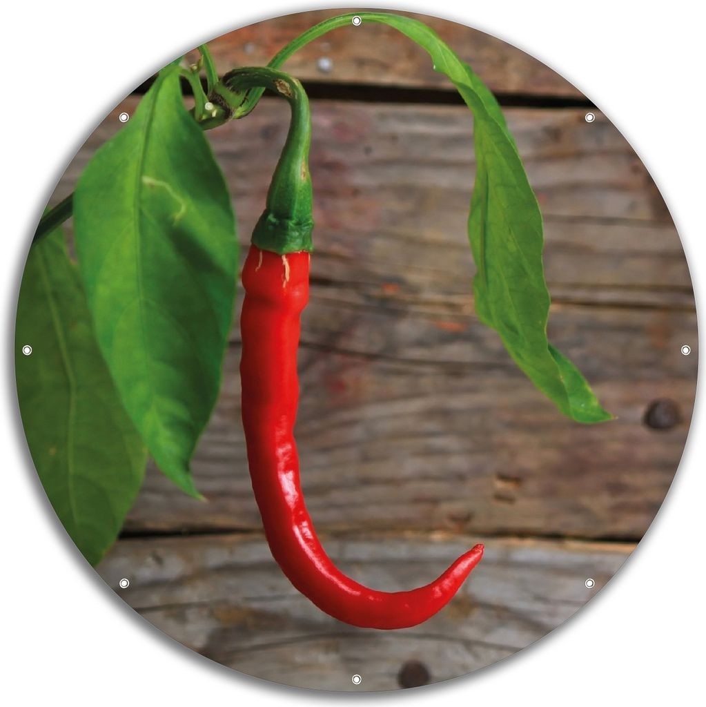 Wallario rundes Outdoor-Poster für Garten oder Balkon, Motiv Hängende Chili-Schote, 60 cm Durchmesser