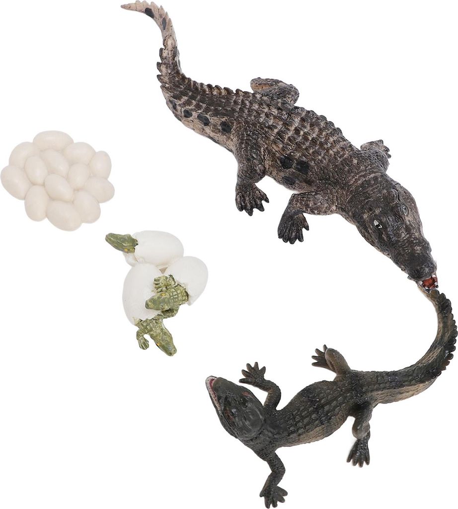 Tierwachstums-Lebenszyklus-Modell-Set, frühe Bildung, PVC-Kognition, Reptilienfiguren für Kinder