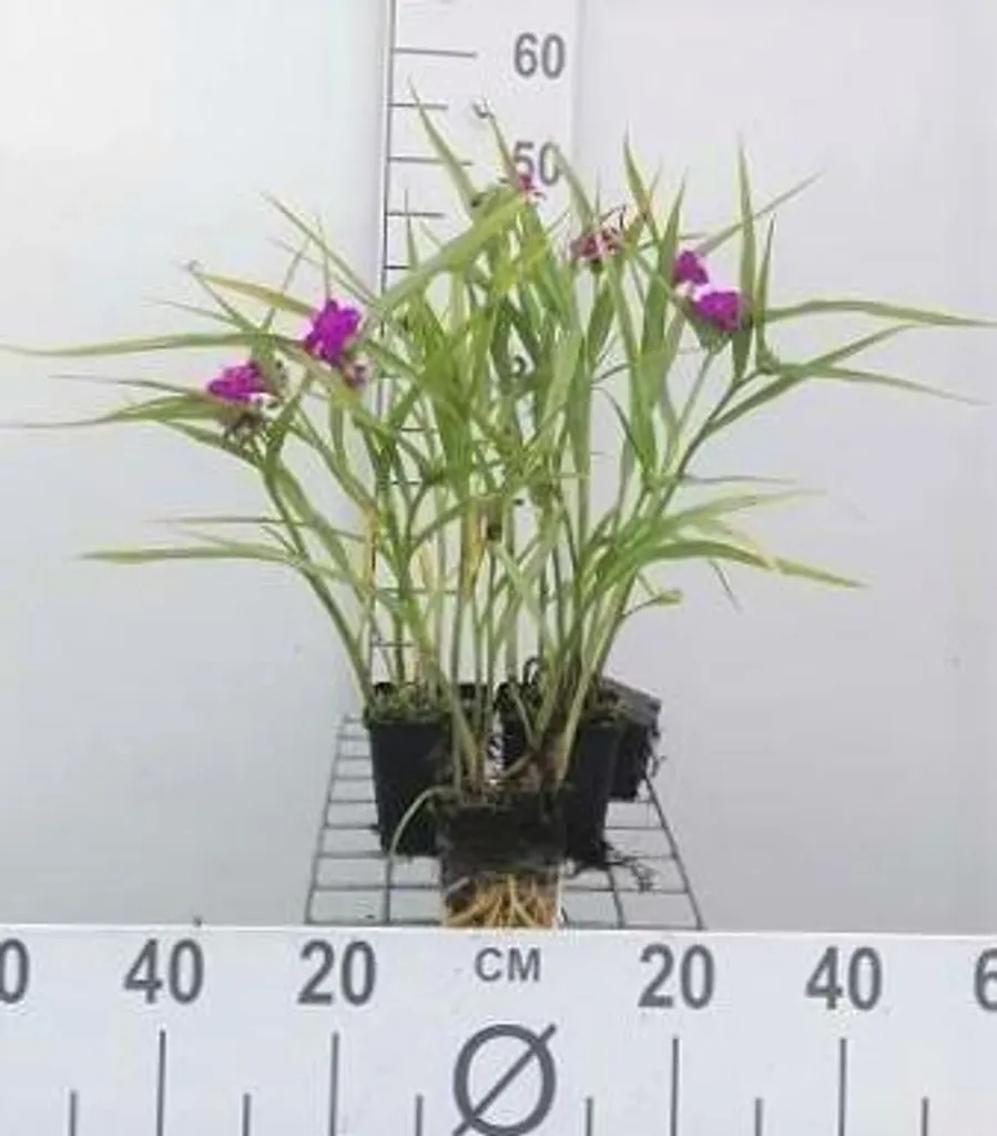 Tradescantia Karminglut au feuillage pourpre - 6 plants en pot 9 cm