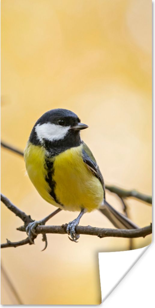 MuchoWow Poster Kohlmeise - Zweig - Vogel - Tiere 40x80 cm - Dekoration