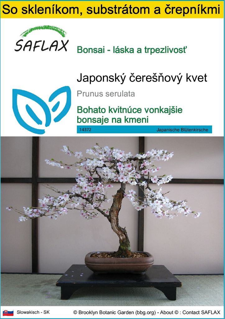 SAFLAX Kultivačný set - Japonský čerešňový kvet - Prunus Obrázok produktu 