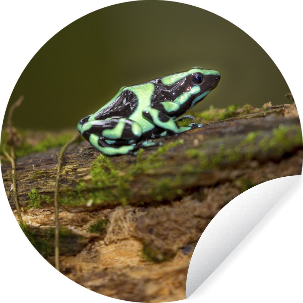 MuchoWow Runde Wandtattoo - Wandsticker Tapete Aufkleber Grüner Pfeilgiftfrosch auf einem Baumstamm in Costa Rica Ø 100 cm Selbstklebend und Re...