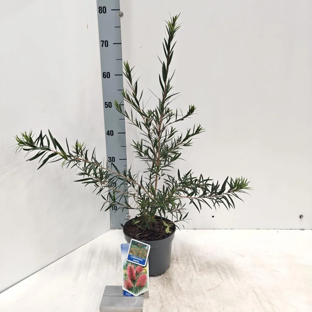 Callistemon laevis rouge : arbuste persistant pour haie fleurie 40 cm