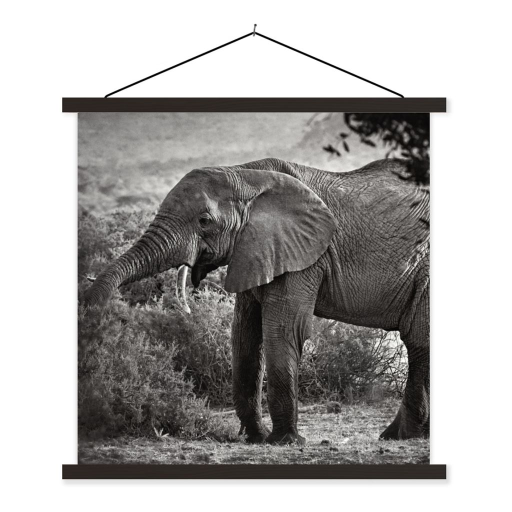 MuchoWow Textilposter Elefant - Tiere - Bäume - Schwarz - Weiß 40x40 cm mit schwarzem Rahmen - Fotos