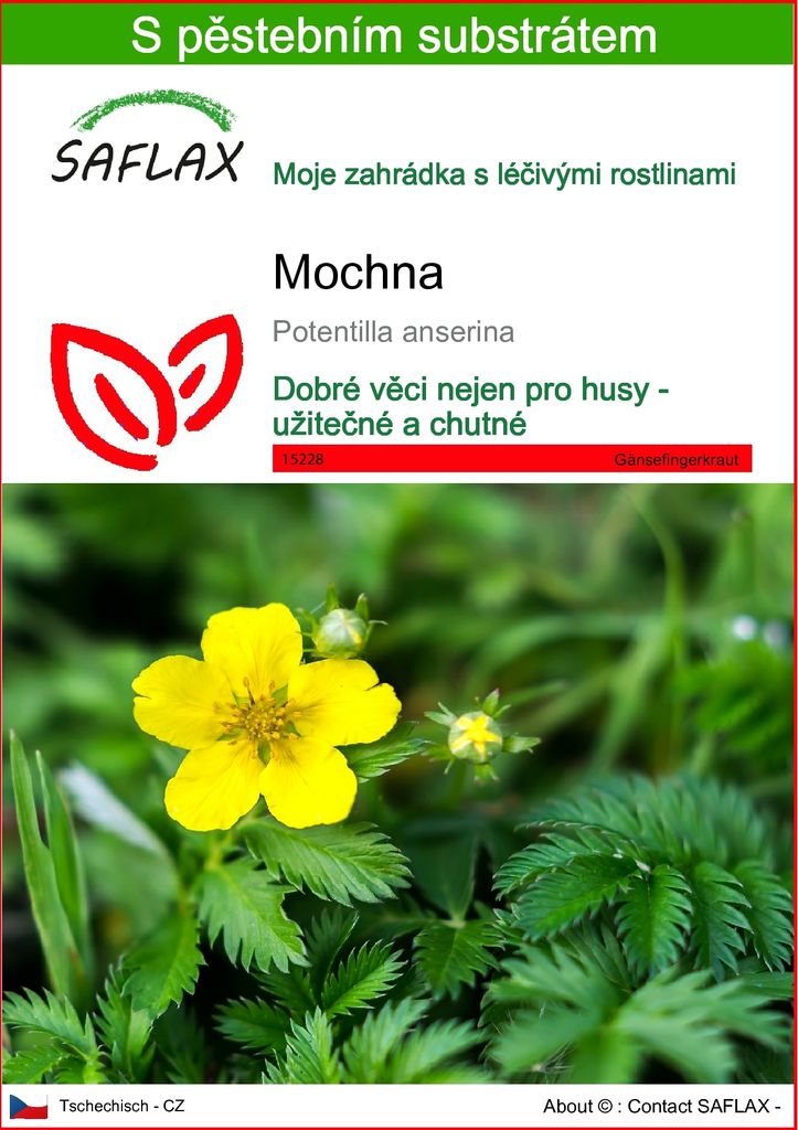 SAFLAX - mochna - Potentilla anserina - 20 Semena - S Obrázek produktu 