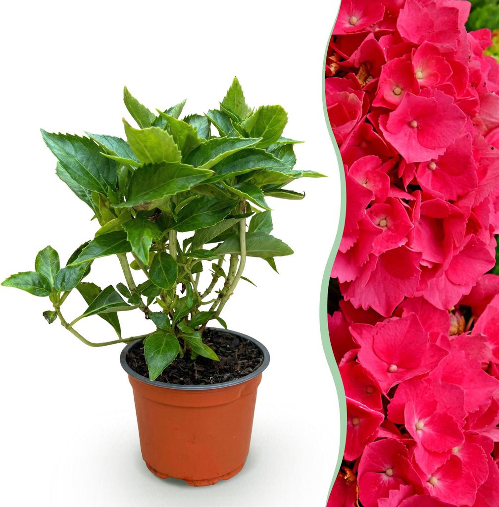 Green boutiQ - Gartenpflanze - Hydrangea macrophylla Rot - Hortensie - Winterhart - Rot - 1 Pflanze - Topf 12cm - Höhe 20-30cm