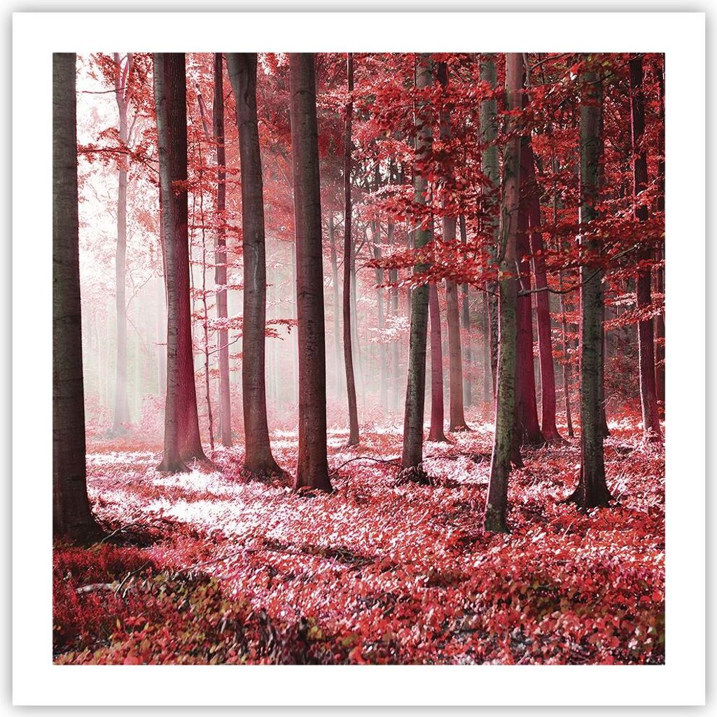 Poster - Poster ohne Rahmen - Wald Rot Bäume - 60x60 cm - Wand Bild - Wanddeko - Wandbilder - Kunstposter - Wandposter - Bilder - Kunstdruck - Wan...