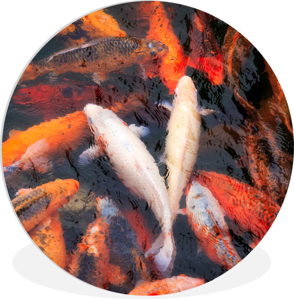 MuchoWow Rundes Wandbild - Runde Bilder Ein Teich mit Koi-Karpfen von oben Ø 30 cm Kreis Wanddekoration Kunststoff - Wandkreis - Wandschmuck - S...