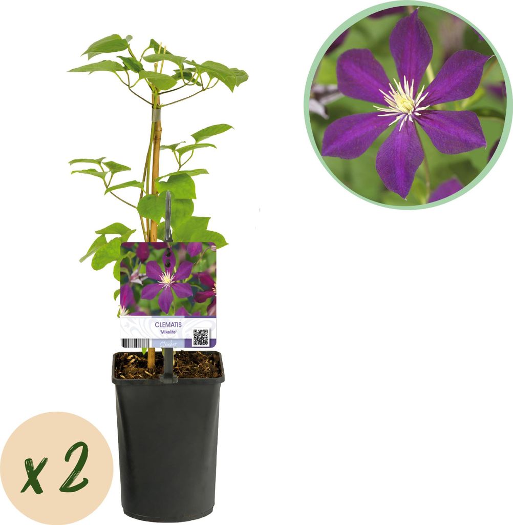 GreenboutiQ - Kletterpflanze - Clematis Mikelite - Blüte Lila - Wenig Pflege - 2 Pflanzen - Topf 11cm Höhe 40cm