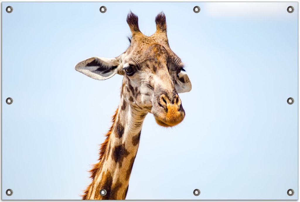 Wallario Outdoor-Poster für Garten oder Balkon, Motiv Nahaufnahme einer Giraffe, in ca. 80 x 120 cm