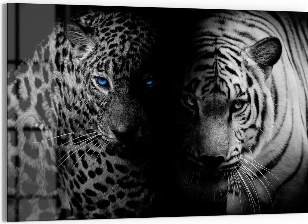 DEQORI Magnettafel Glas 90x60 cm 'Leopard und Tiger' beschreibbar Whiteboard