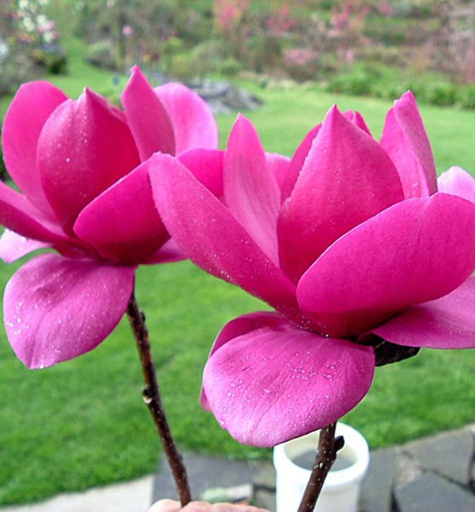 Magnolie ́CLEOPATRA ́ 70-80 cm, Cont. 5 l