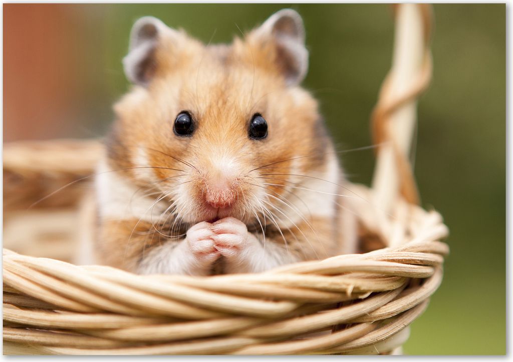 Tulup Glas-Bild - 100 x 70 - Wandbild aus Glas - Wandkunst - Wandbild hinter gehärtetem Sicherheitsglas - Tiere - Hamster im Korb - Beige