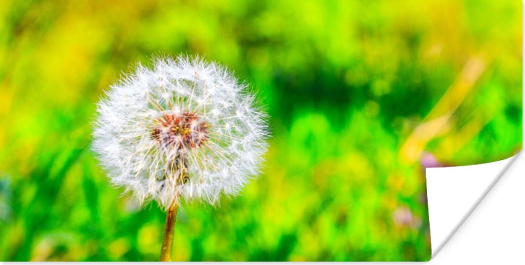 MuchoWow Poster Löwenzahn - Gras - Blume 40x20 cm - Poster für die Wand - Poster Schlafzimmer