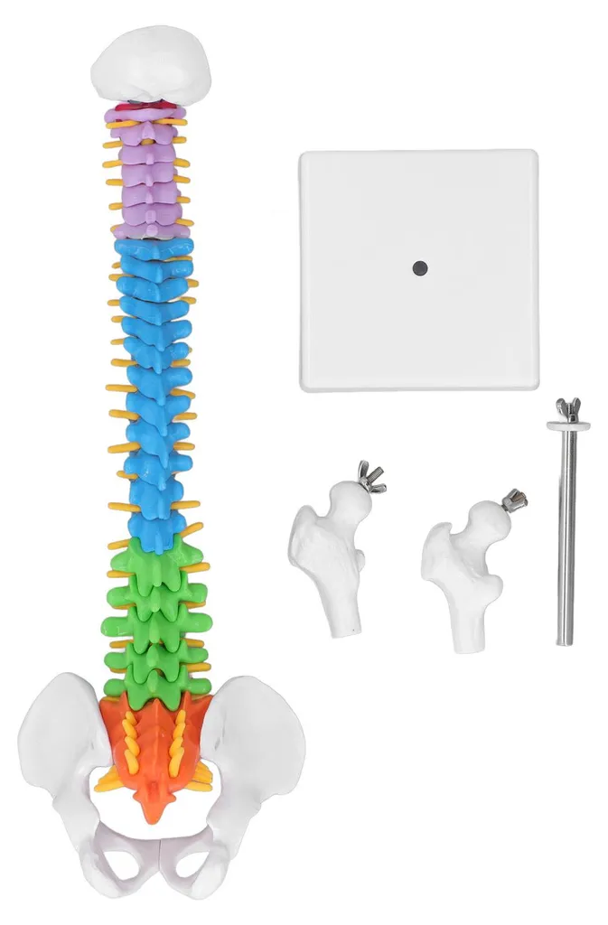 Colonne vertébrale didactique miniature 45 cm avec code de couleur