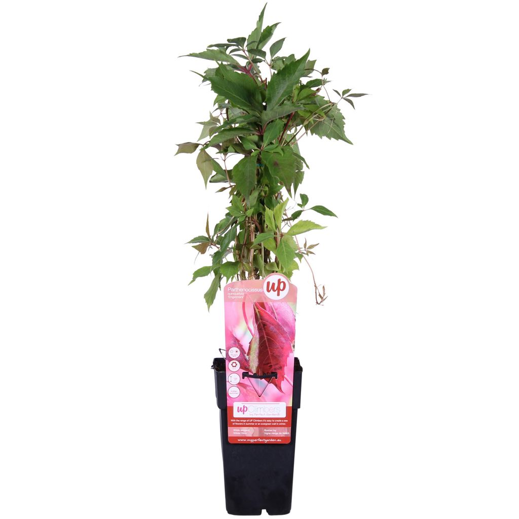 Hoogeveen Parthenocissus Q. Var. 'Engelmannii' - 65 cm, Ø15 cm