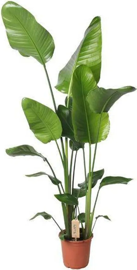 Strelitzia Nicolai 130 cm pour Décoration Tropicale - Plante de Salon